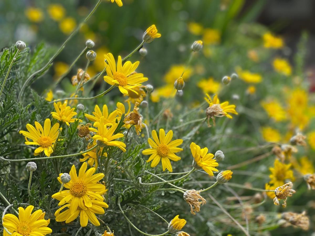 Abeille Vence Exterior foto
